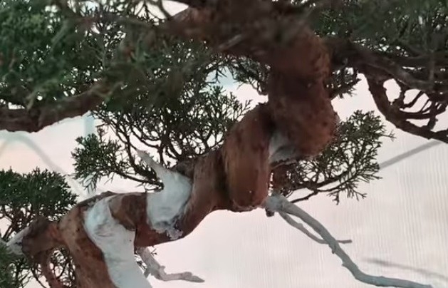 Bonsai Kishu Gold Nhật Bản, vẻ đẹp tinh hoa của Hội quán Bonsai Pleiku