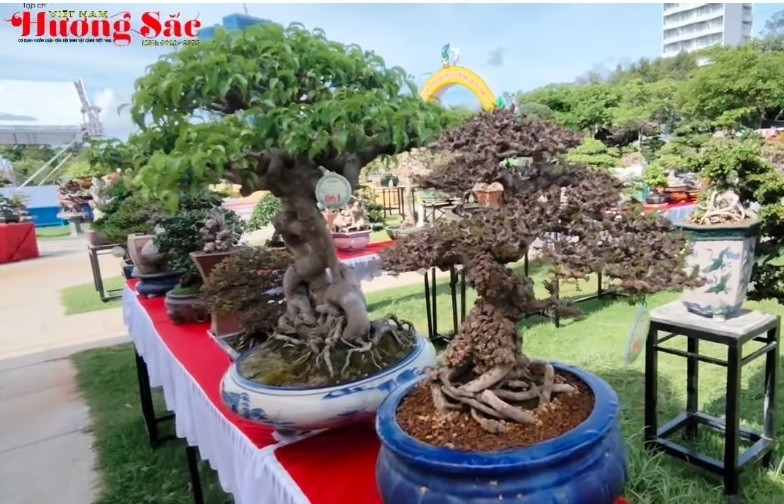 Sinh vật cảnh Phong Phú - Quy Nhơn: Đam mê bonsai nghệ thuật cháy bỏng