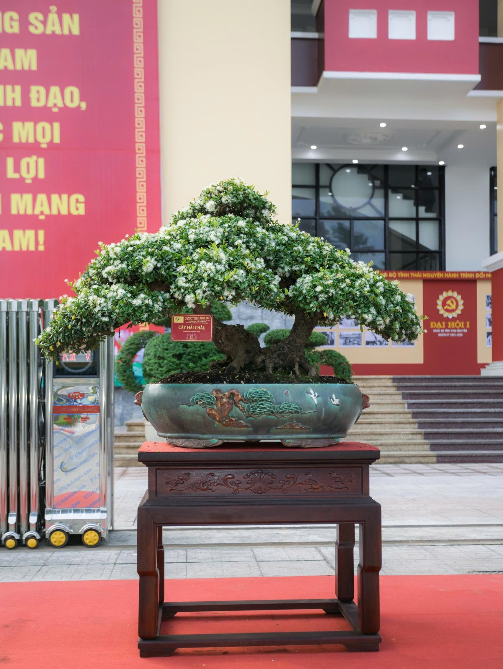 Từ hợp tác đến phát triển: Hội Đông y, Sinh vật cảnh và doanh nghiệp cùng đồng hành