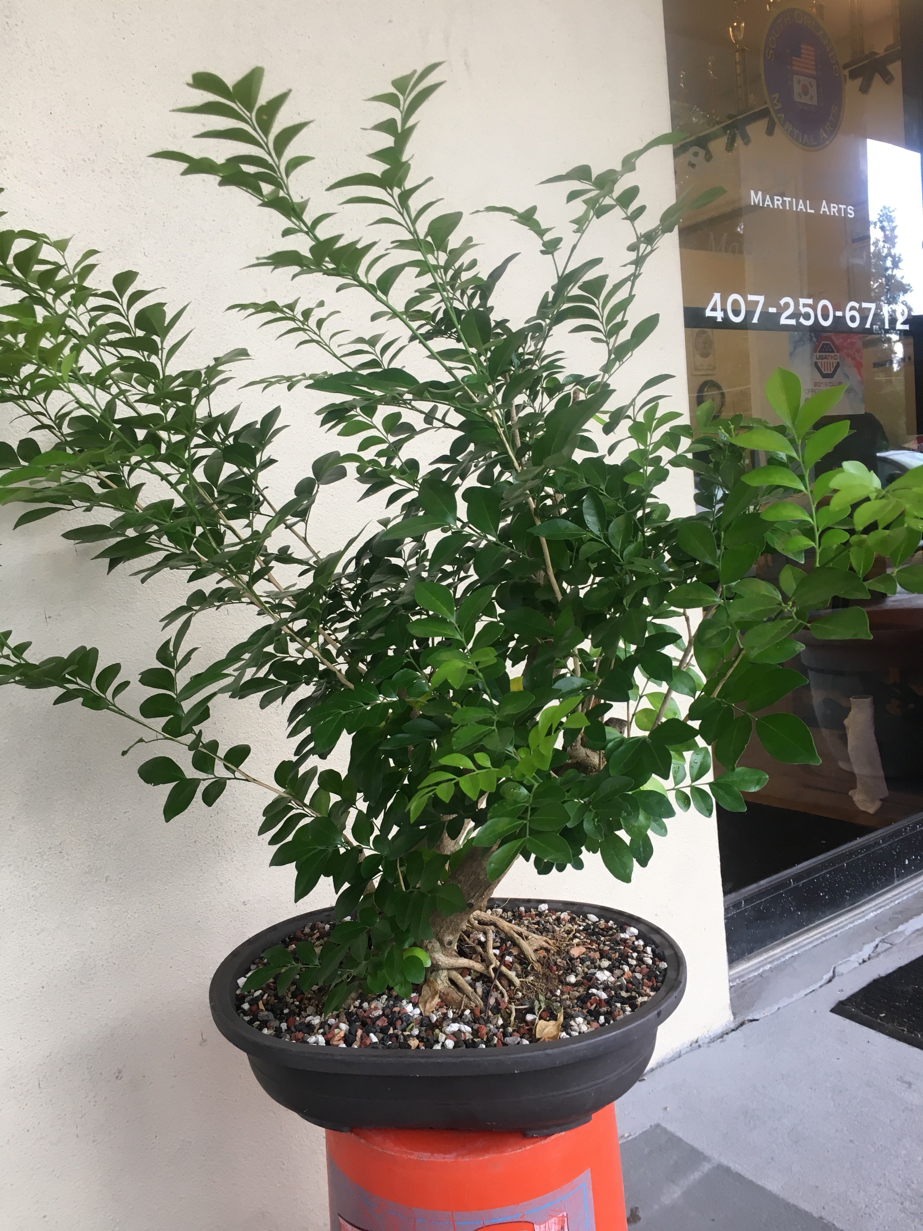 Hiếm có loài cây hợp cả 5 mệnh, trồng một gốc, phúc lộc ba đời