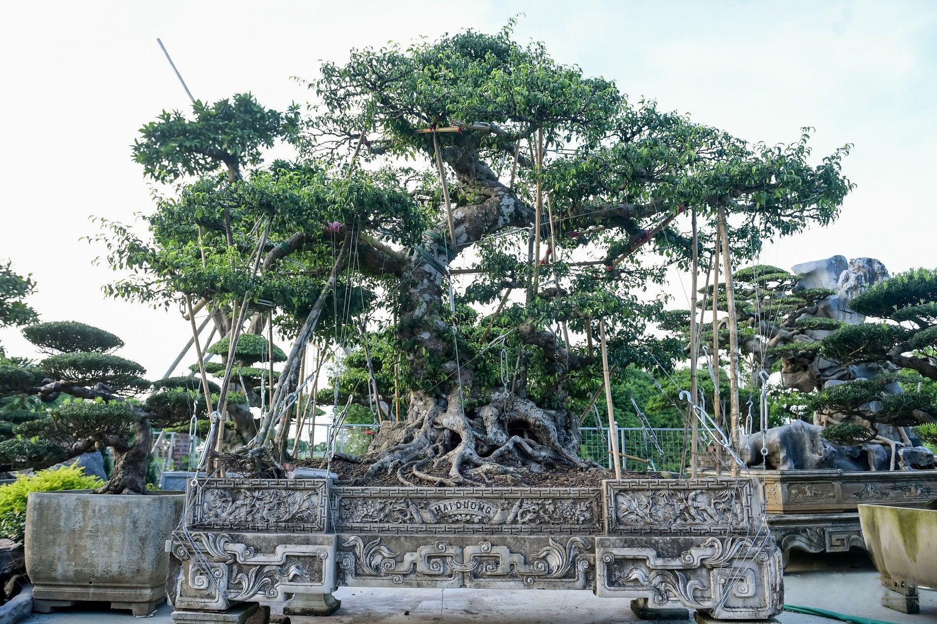 Bí mật làng cây cảnh Ninh Bình: Gốc cổ thụ hóa thành “kho báu” vô giá