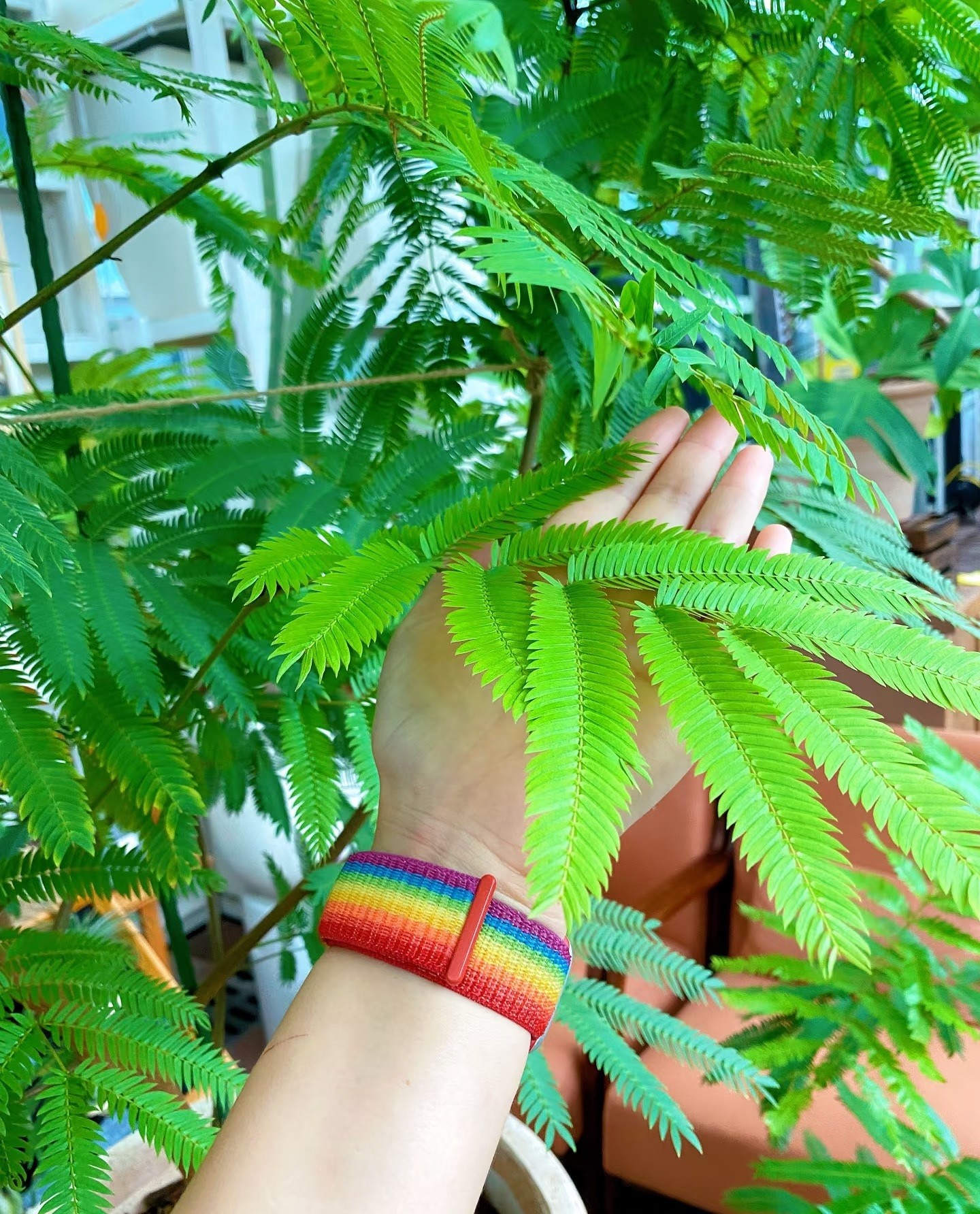“Mãi mãi xanh tươi” – loài cây lạ, đẹp và dễ chăm nhưng ít ai biết