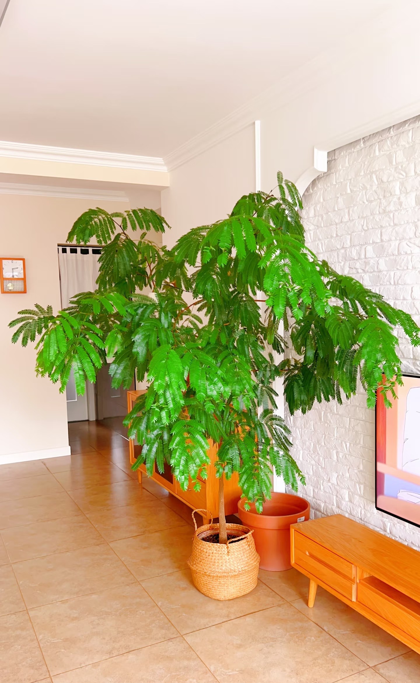 “Mãi mãi xanh tươi” – loài cây lạ, đẹp và dễ chăm nhưng ít ai biết