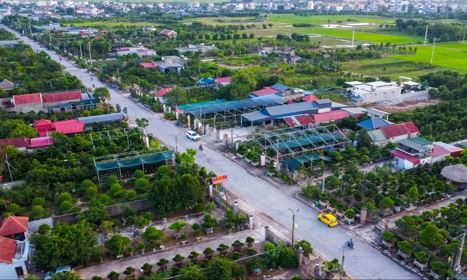Bí mật làng cây cảnh Ninh Bình: Gốc cổ thụ hóa thành “kho báu” vô giá