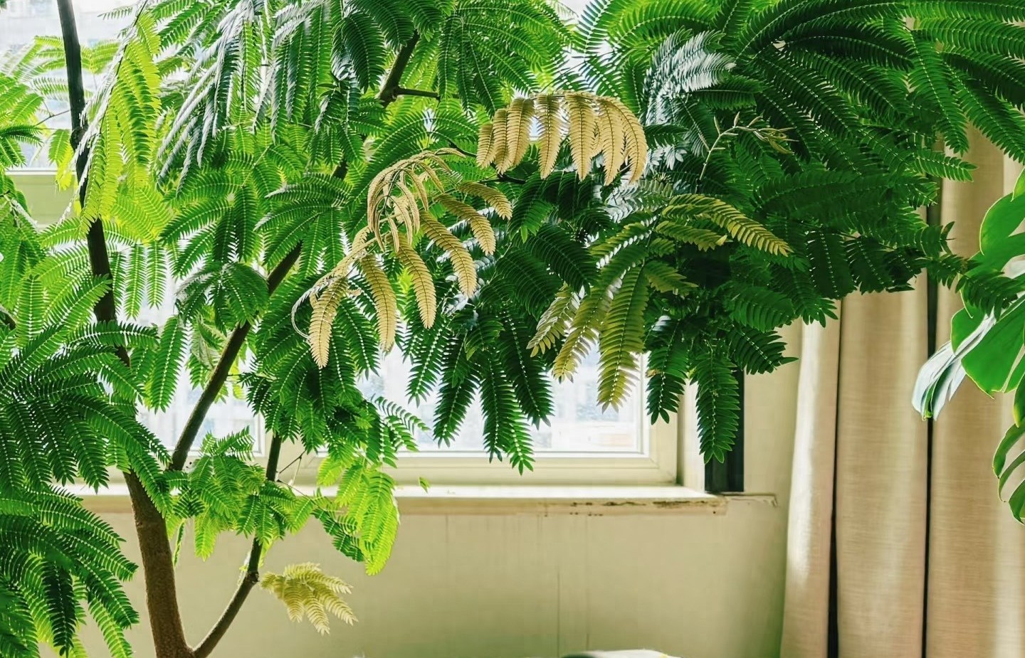 “Mãi mãi xanh tươi” – loài cây lạ, đẹp và dễ chăm nhưng ít ai biết