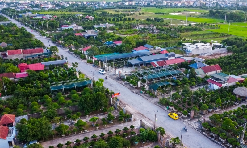 Bí mật làng cây cảnh Ninh Bình: Gốc cổ thụ hóa thành “kho báu” vô giá