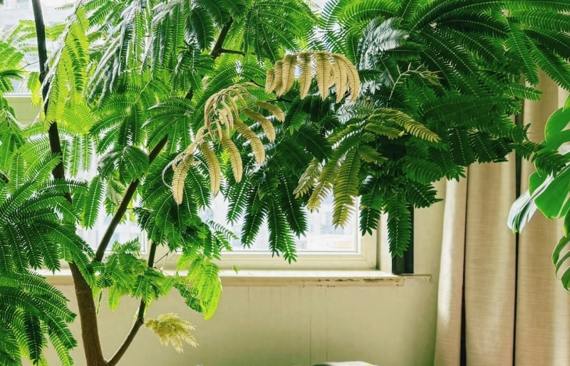“Mãi mãi xanh tươi” – loài cây lạ, đẹp và dễ chăm nhưng ít ai biết