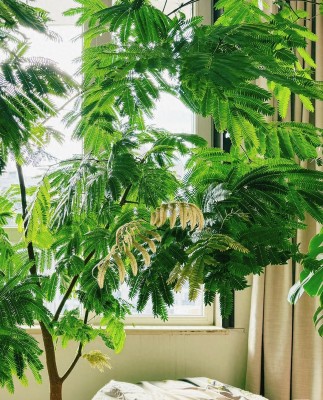 “Mãi mãi xanh tươi” – loài cây lạ, đẹp và dễ chăm nhưng ít ai biết