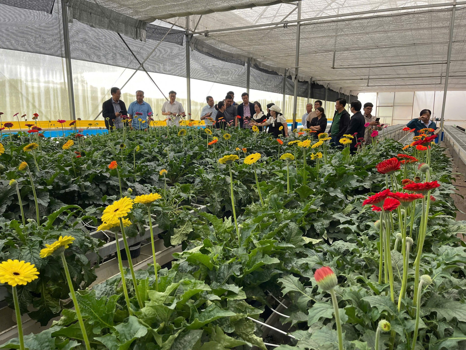 Hiệp hội Hoa Đà Lạt chia sẻ kinh nghiệm với phường Sa Đéc trước thềm Festival Hoa - Kiểng 2025