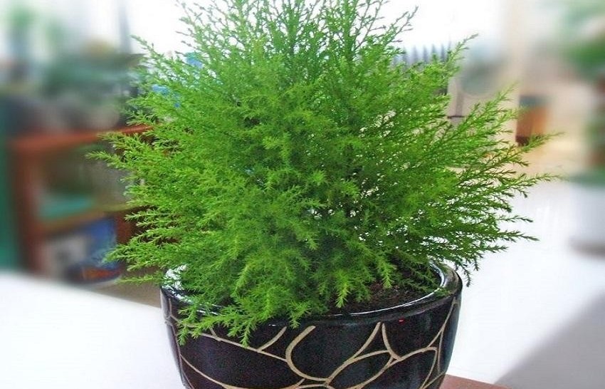 Cây tùng: Cách trồng, chăm sóc và ý nghĩa phong thủy