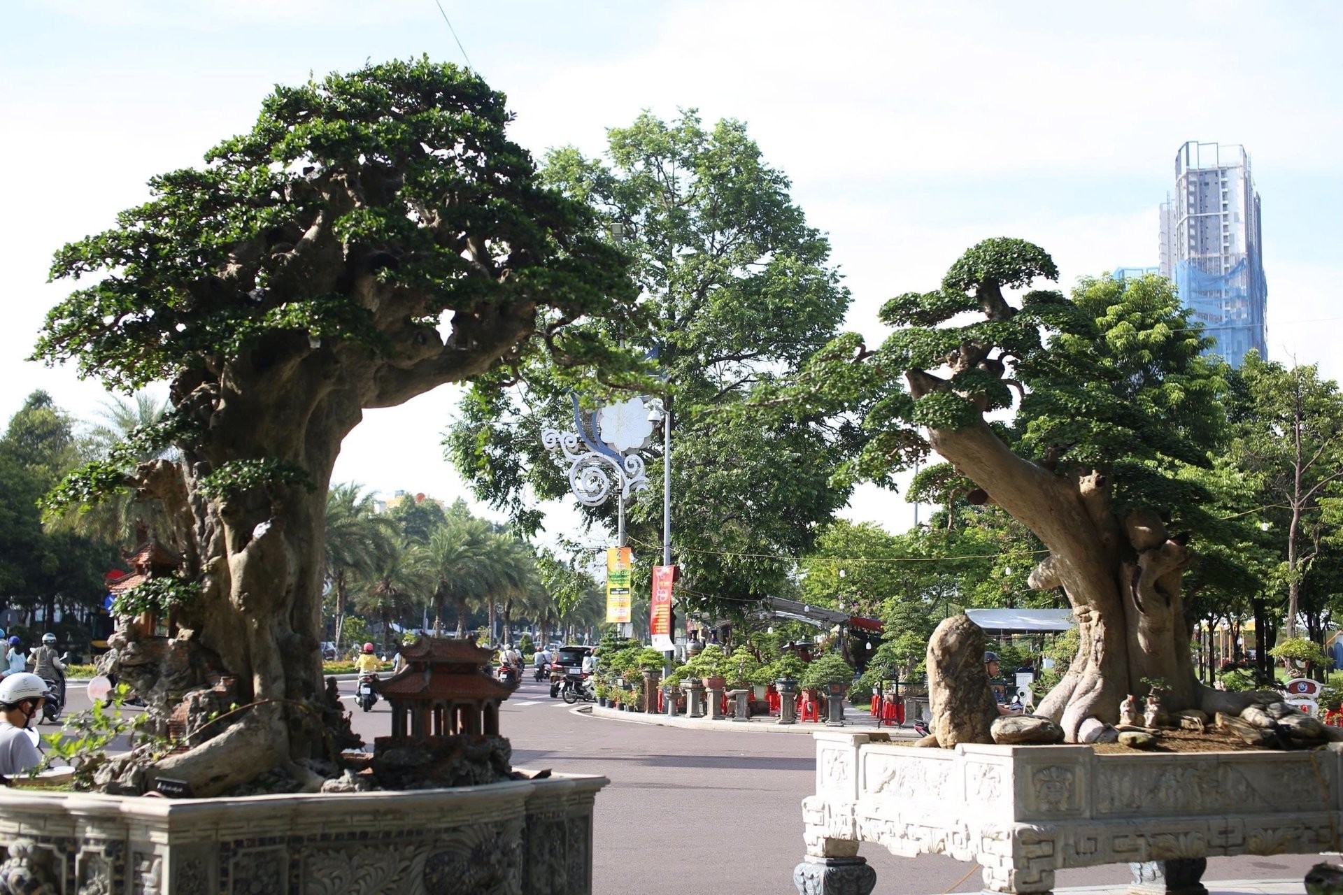 Cổ thụ duối trăm tuổi hội tụ tại triển lãm Gia Lai, hút hồn người xem bởi vẻ đẹp “cổ, kỳ, mỹ”