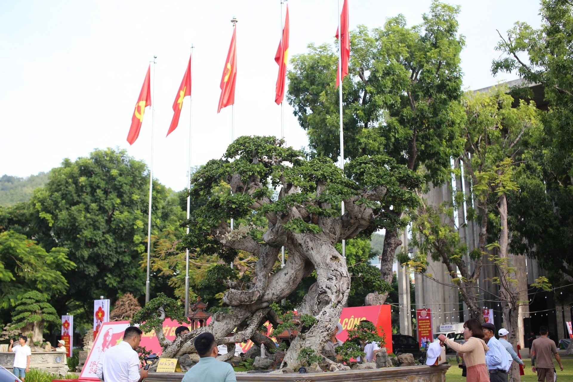 Cổ thụ duối trăm tuổi hội tụ tại triển lãm Gia Lai, hút hồn người xem bởi vẻ đẹp “cổ, kỳ, mỹ”