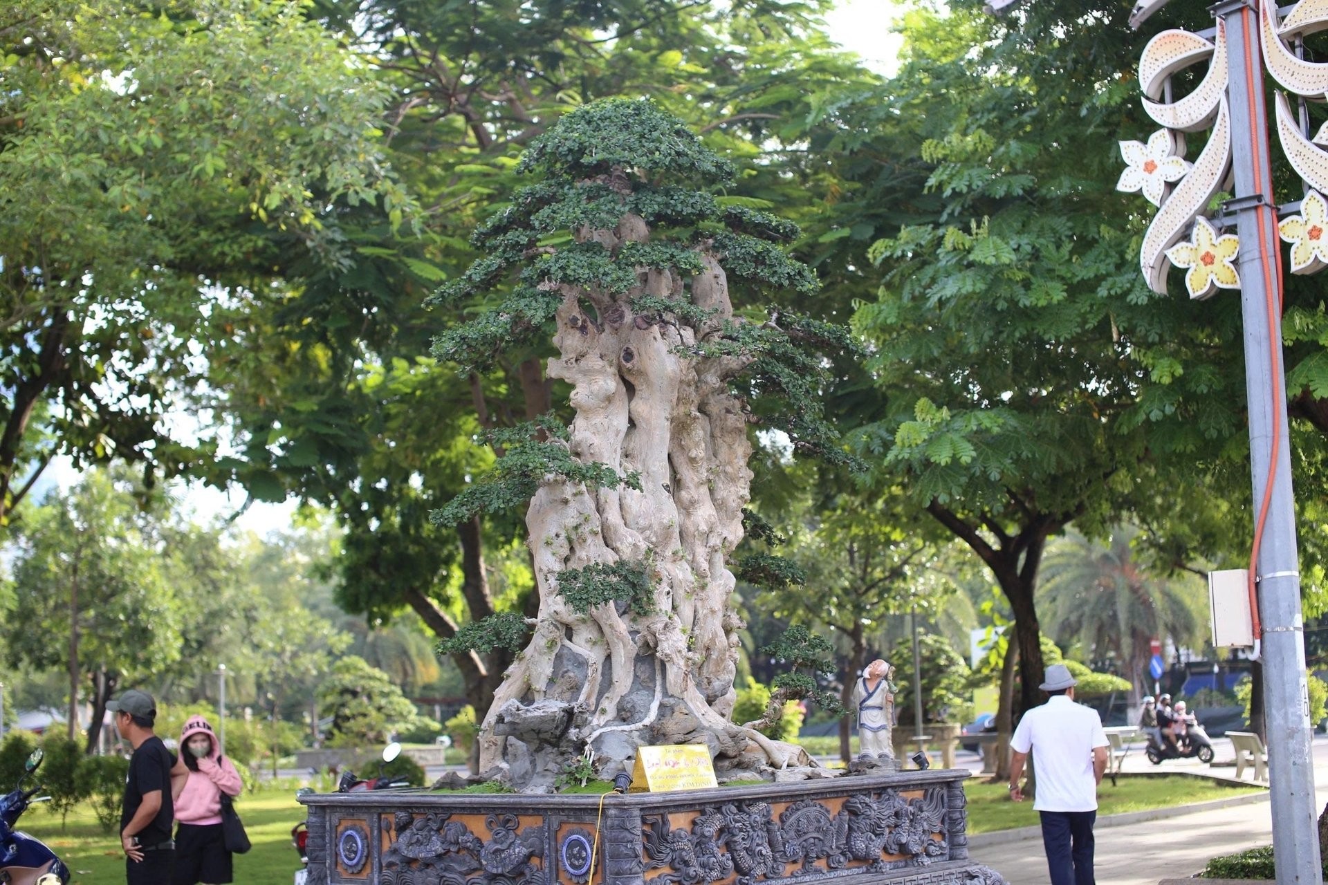 Cổ thụ duối trăm tuổi hội tụ tại triển lãm Gia Lai, hút hồn người xem bởi vẻ đẹp “cổ, kỳ, mỹ”