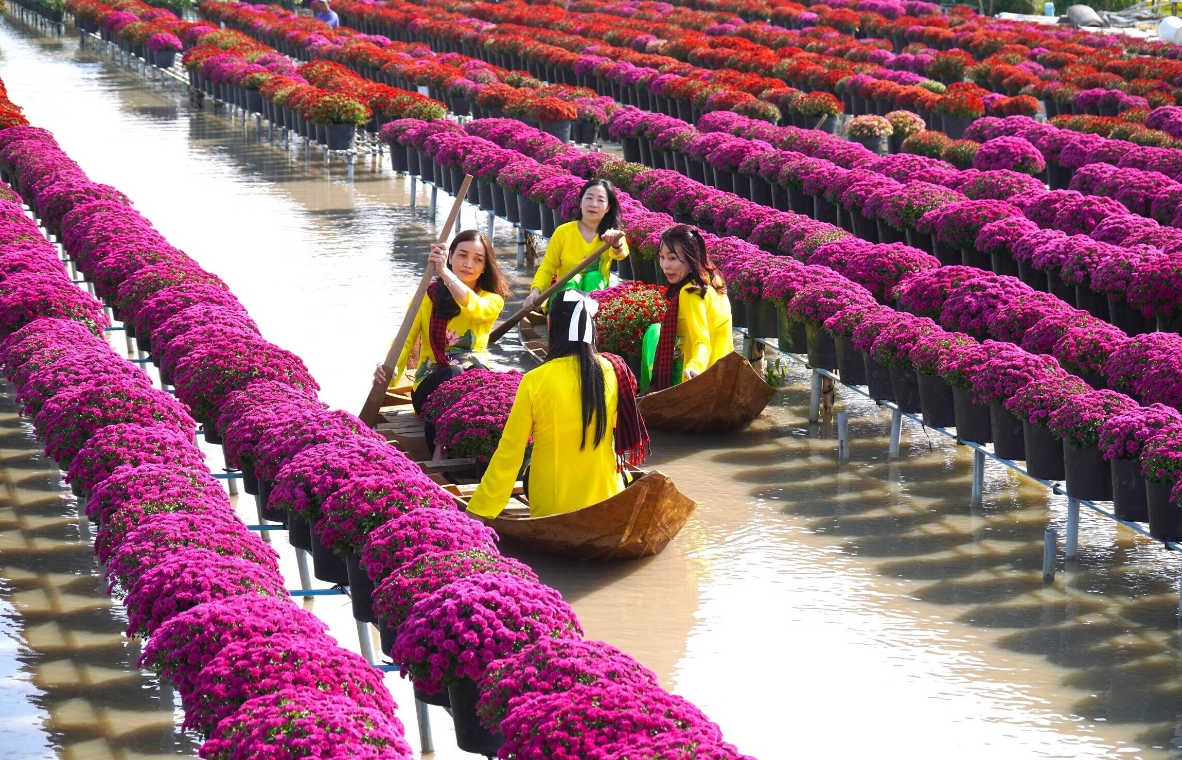 Làng hoa Sa Đéc tất bật chuẩn bị cho vụ hoa Tết và Festival Hoa – Kiểng năm 2025