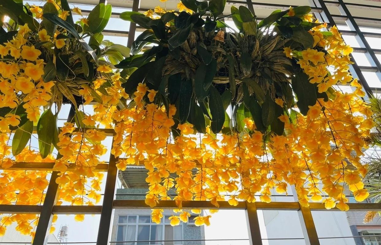 Loài cây cảnh nở hoa vàng rực như nắng, mang may mắn và tài lộc vào nhà