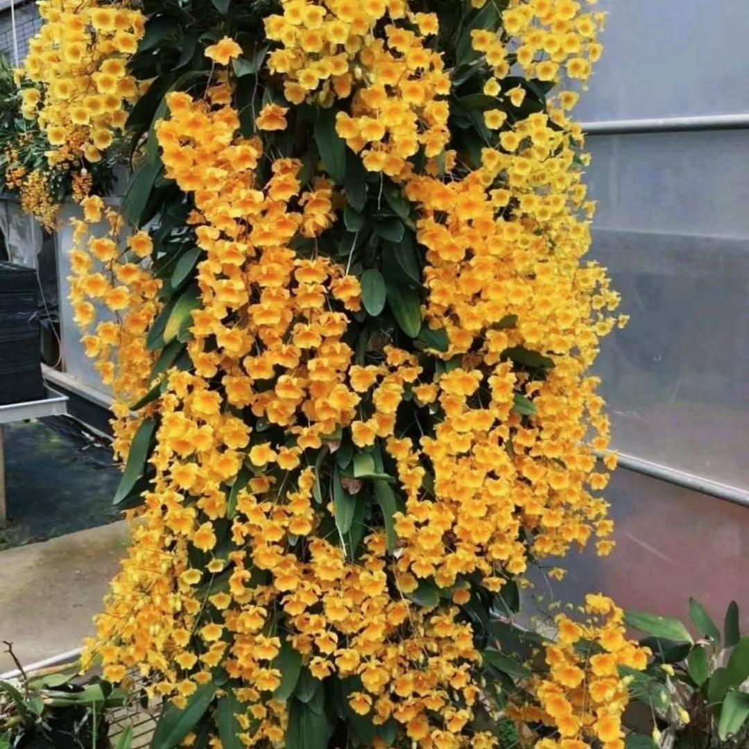 Loài cây cảnh nở hoa vàng rực như nắng, mang may mắn và tài lộc vào nhà