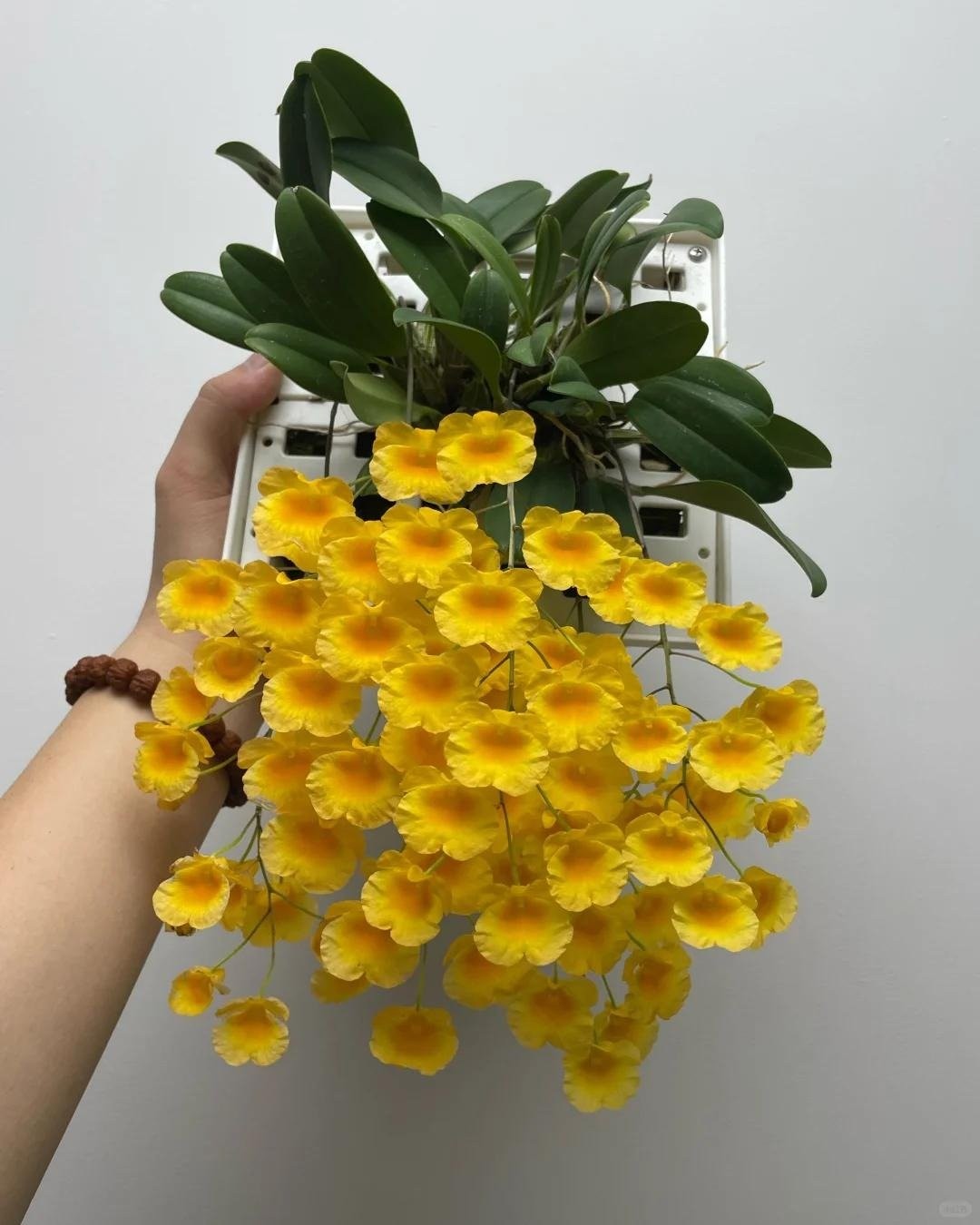 Loài cây cảnh nở hoa vàng rực như nắng, mang may mắn và tài lộc vào nhà