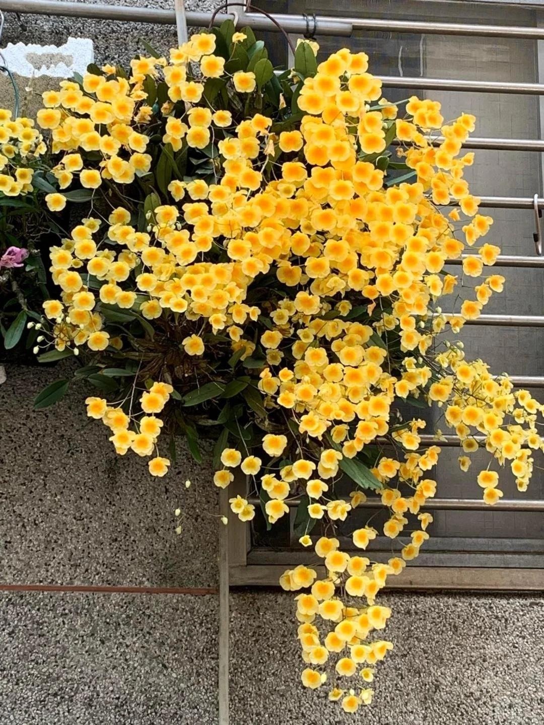 Loài cây cảnh nở hoa vàng rực như nắng, mang may mắn và tài lộc vào nhà