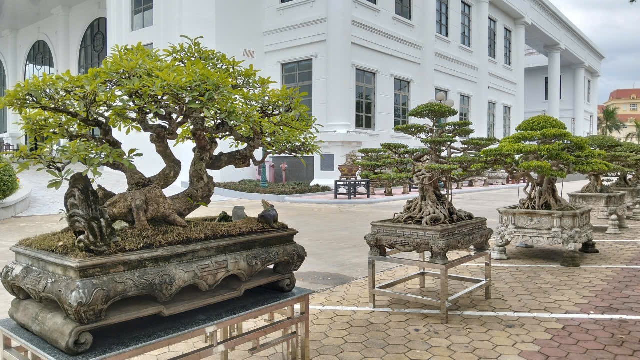 Hội Sinh vật cảnh tỉnh Hưng Yên triển lãm hoa cây cảnh chào mừng Đại hội