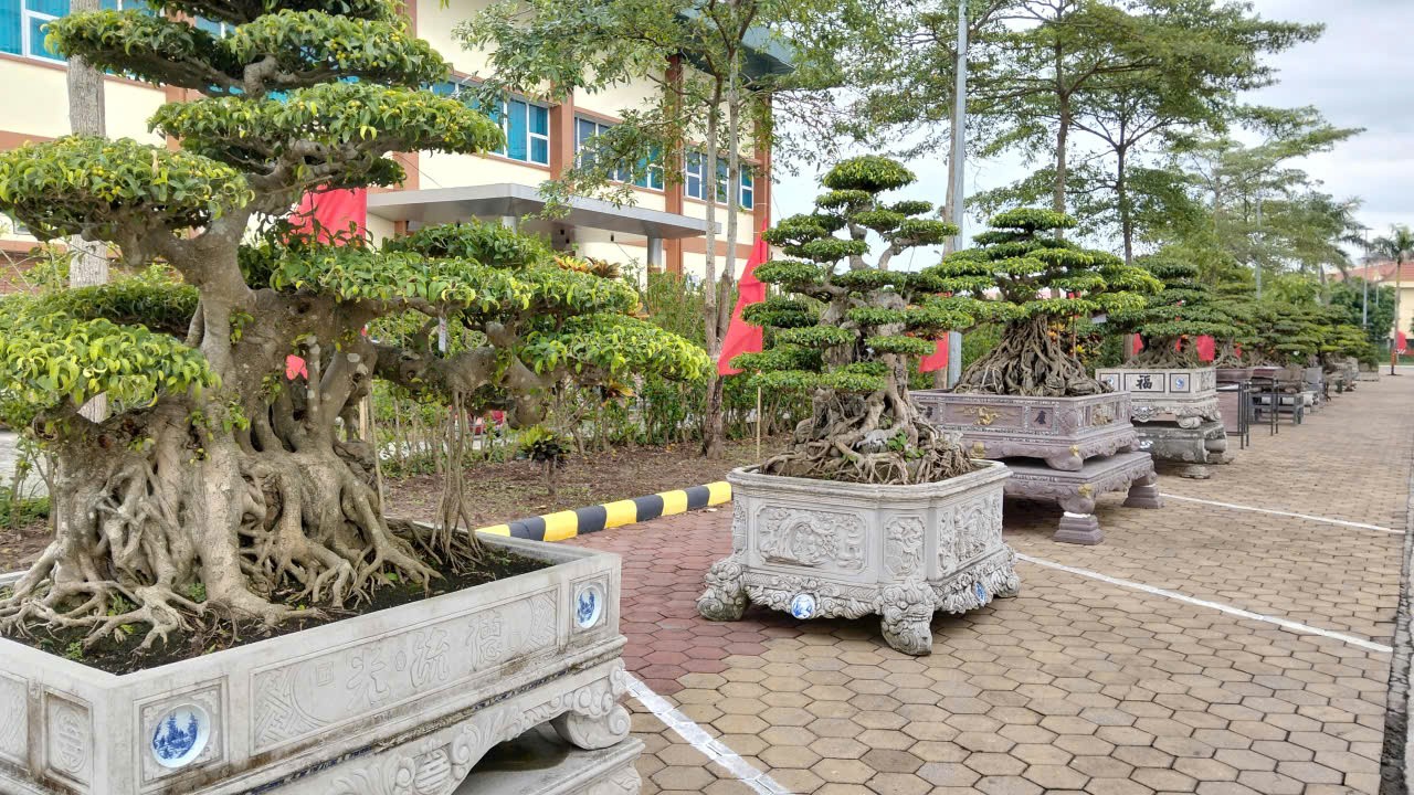 Hội Sinh vật cảnh tỉnh Hưng Yên triển lãm hoa cây cảnh chào mừng Đại hội