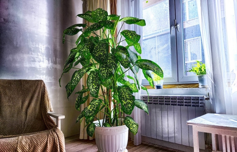 Cách trồng và ý nghĩa phong thủy của cây vạn niên thanh