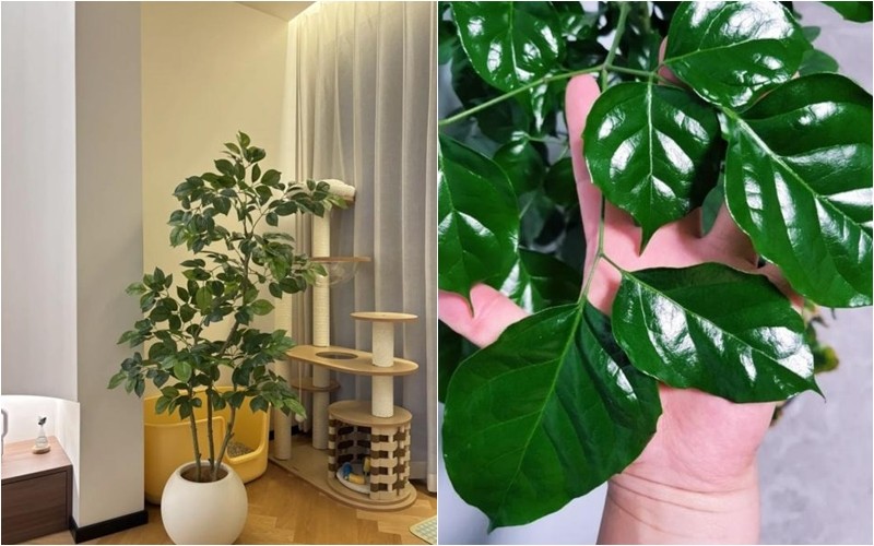Đặt 1 trong 6 loại cây phong thủy này trong phòng khách: Gia chủ dễ hút tài lộc, vạn sự hanh thông