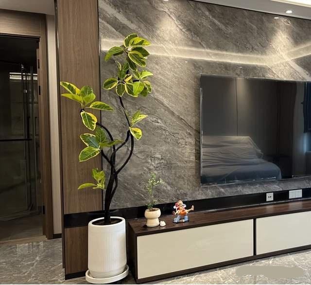 Đặt 1 trong 6 loại cây phong thủy này trong phòng khách: Gia chủ dễ hút tài lộc, vạn sự hanh thông