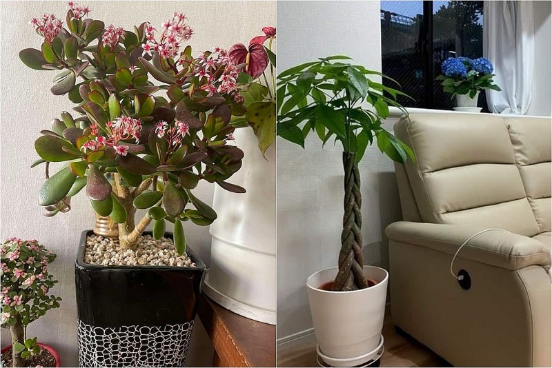 Đặt 1 trong 6 loại cây phong thủy này trong phòng khách: Gia chủ dễ hút tài lộc, vạn sự hanh thông