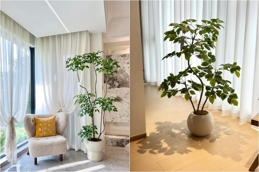 Đặt 1 trong 6 loại cây phong thủy này trong phòng khách: Gia chủ dễ hút tài lộc, vạn sự hanh thông