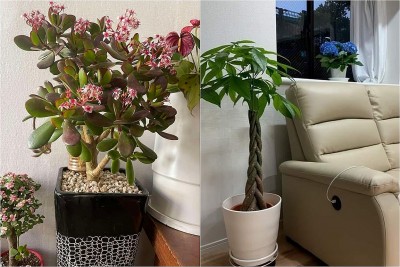 Đặt 1 trong 6 loại cây phong thủy này trong phòng khách: Gia chủ dễ hút tài lộc, vạn sự hanh thông
