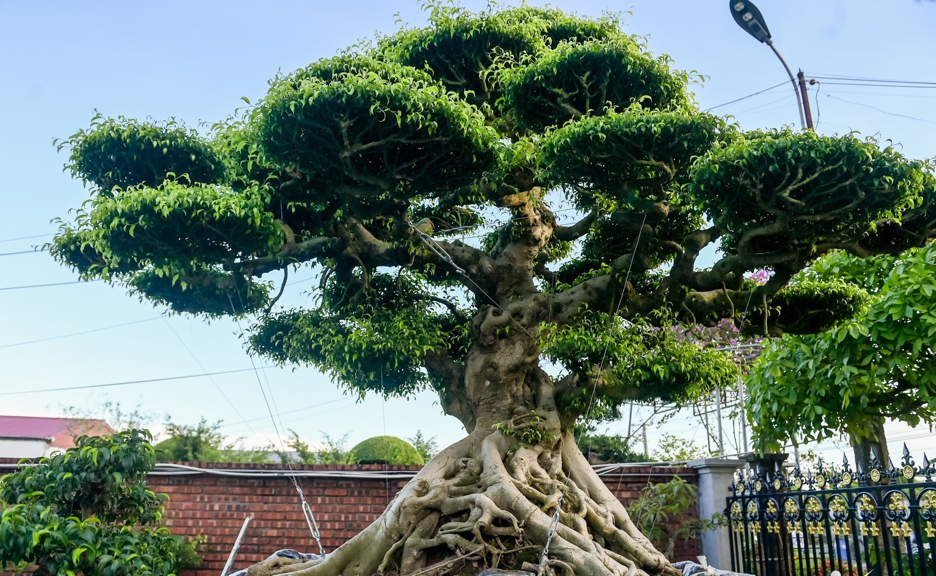 Chiêm ngưỡng bộ sanh trăm tuổi được giới chơi cây cảnh săn lùng ở Ninh Bình