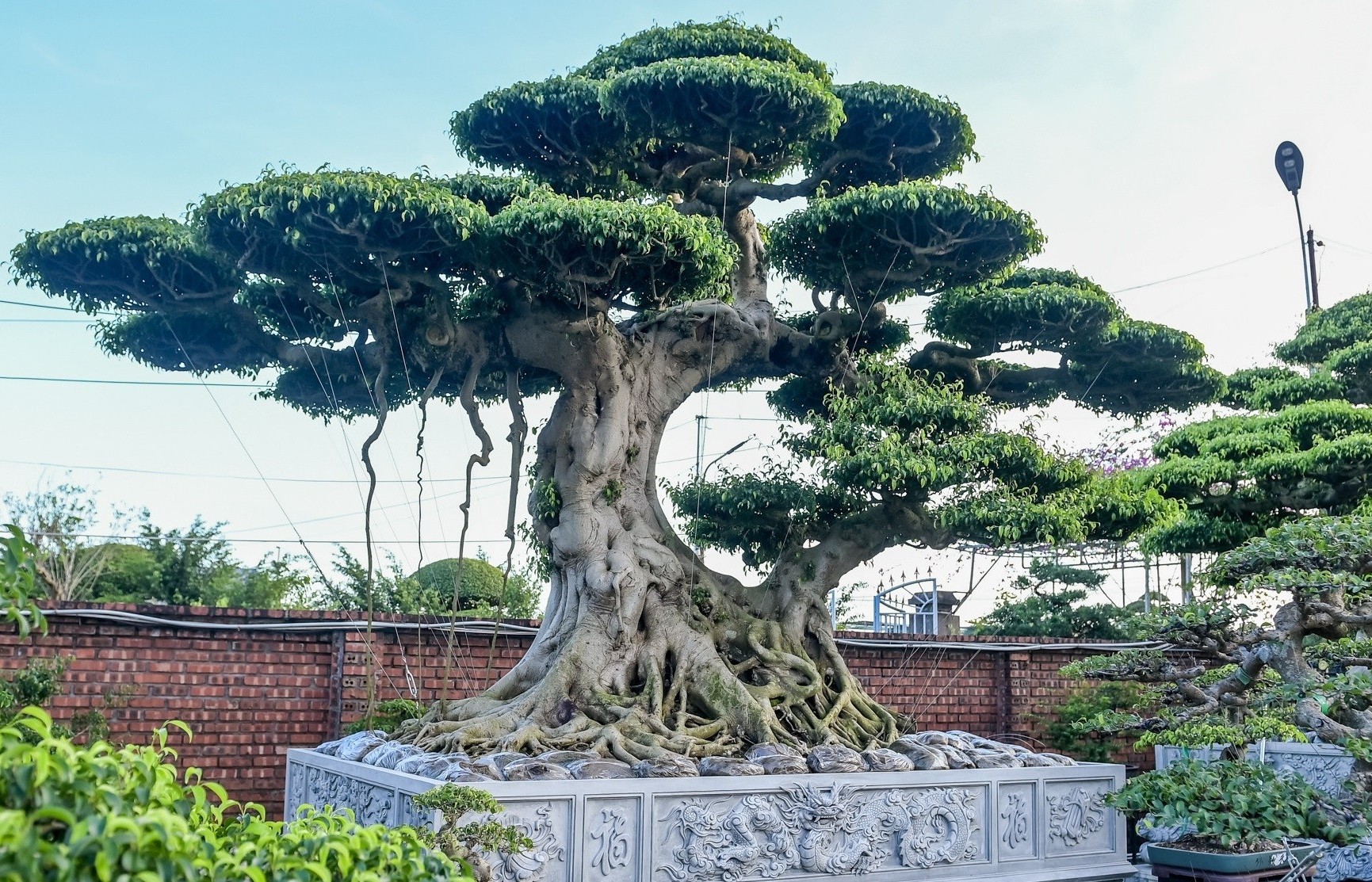 Chiêm ngưỡng bộ sanh trăm tuổi được giới chơi cây cảnh săn lùng ở Ninh Bình