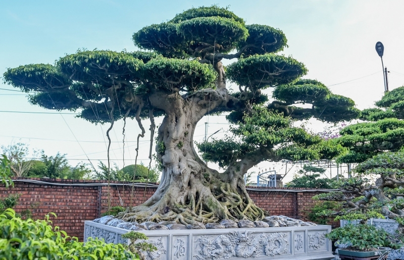 Chiêm ngưỡng bộ sanh trăm tuổi được giới chơi cây cảnh săn lùng ở Ninh Bình