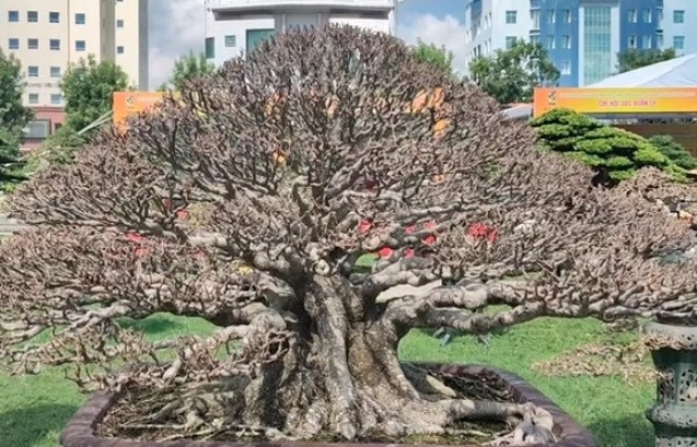 Giới thiệu một số loại cây cảnh nghệ thuật phổ biến tại Triển lãm Quy Nhơn, Gia Lai năm 2025