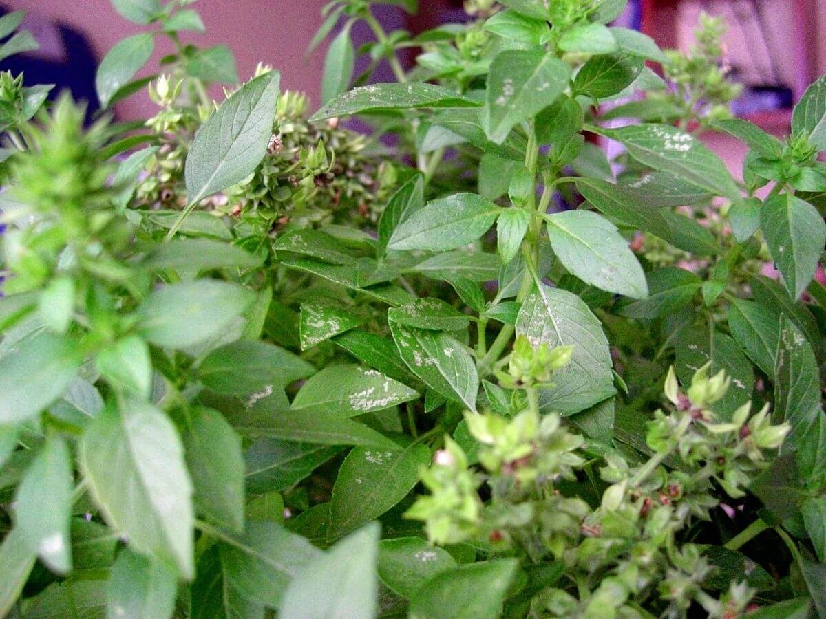 Loài cây dân dã bị bỏ quên: Hóa ra là vị thuốc quý, từng có mặt trong cung đình