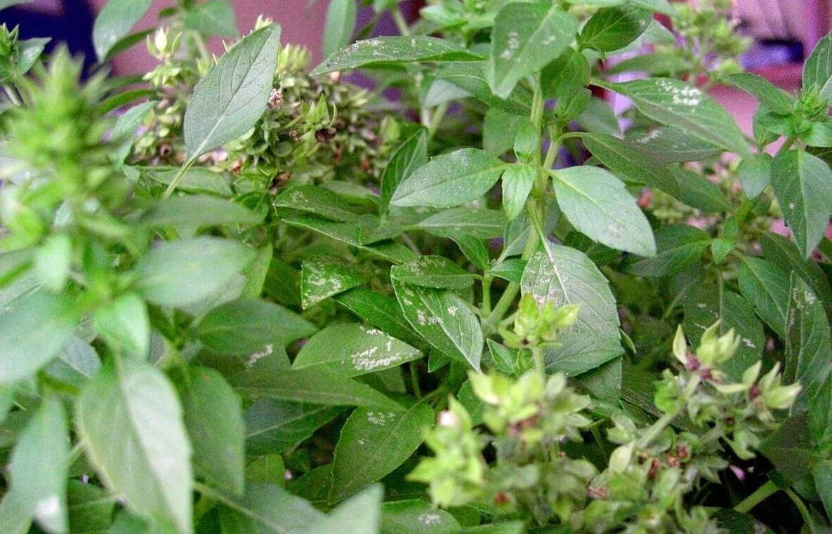 Loài cây dân dã bị bỏ quên: Hóa ra là vị thuốc quý, từng có mặt trong cung đình