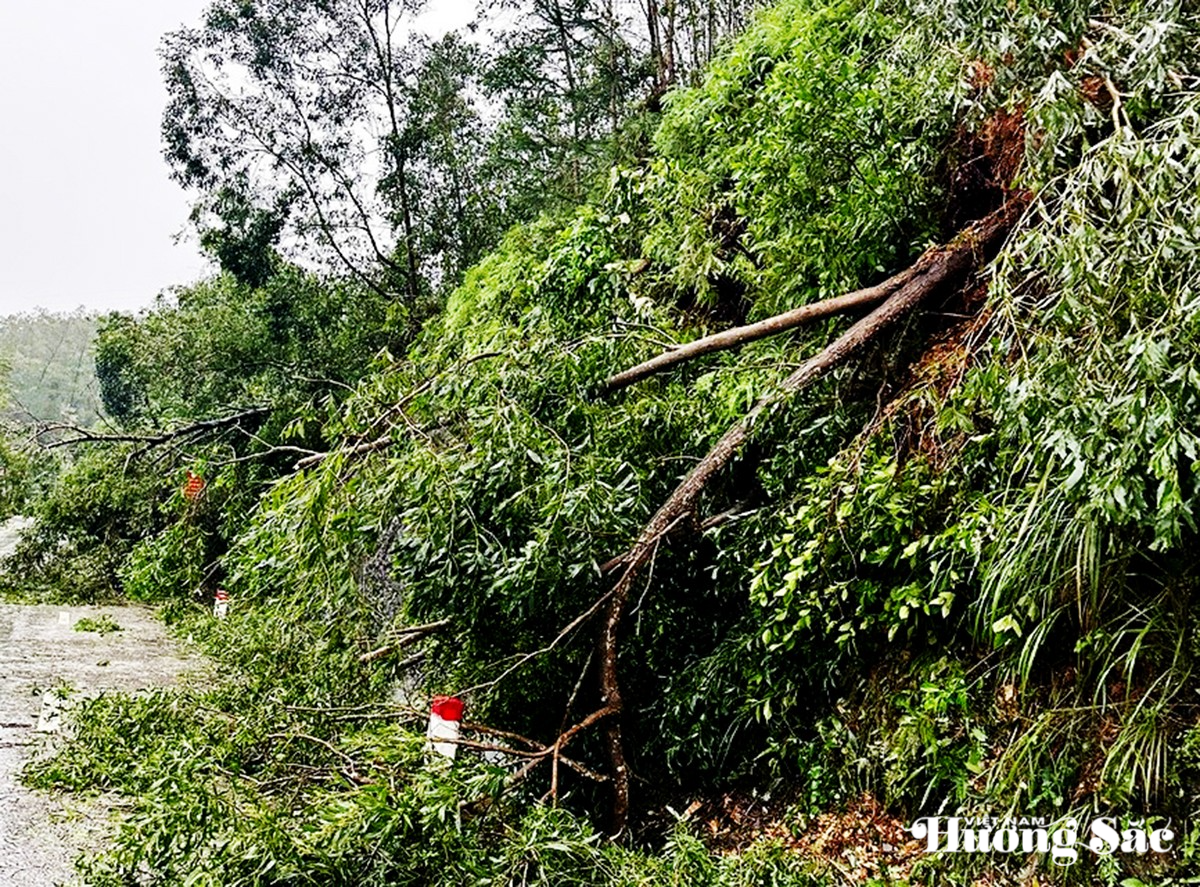 Hà Tĩnh: Bão số 10 càn quét hàng nghìn cây xanh bật gốc