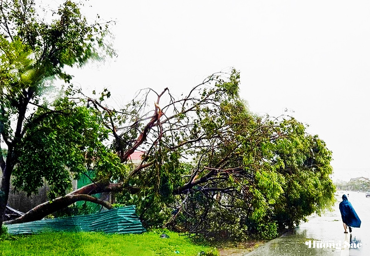 Hà Tĩnh: Bão số 10 càn quét hàng nghìn cây xanh bật gốc