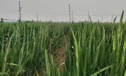 Trung tâm Nghiên cứu và Phát triển Hoa, Cây cảnh tuyển chọn thành công hai giống hoa lay ơn ưu việt
