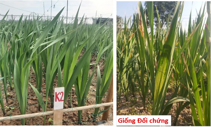 Trung tâm Nghiên cứu và Phát triển Hoa, Cây cảnh tuyển chọn thành công hai giống hoa lay ơn ưu việt