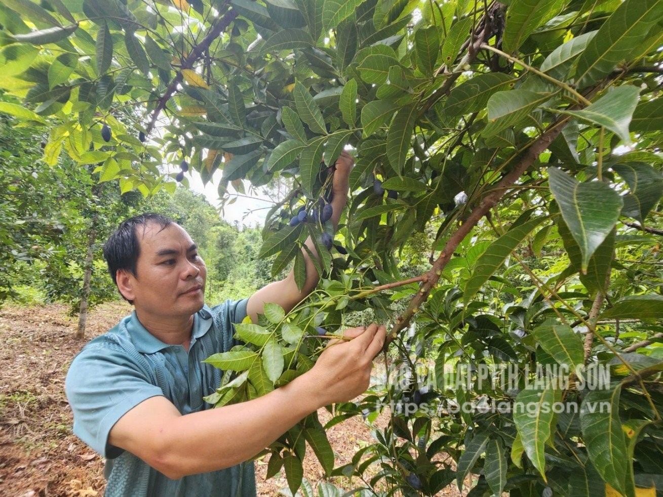 Lạng Sơn: Trám đen Khánh Khê vào vụ, hái đến đâu hết veo đến đó