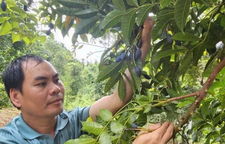 Lạng Sơn: Trám đen Khánh Khê vào vụ, hái đến đâu hết veo đến đó