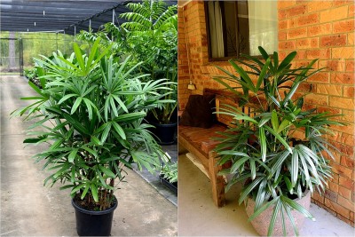 Cách chăm sóc trúc cọ để bền xanh, hợp phong thủy, tốt cho sức khỏe