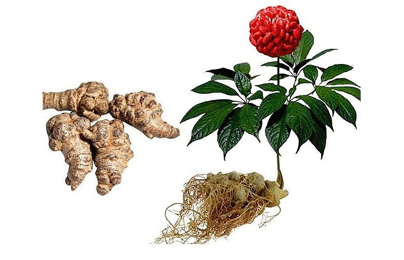 Tam thất – Dược liệu quý cần được bảo tồn và phát triển tại Việt Nam