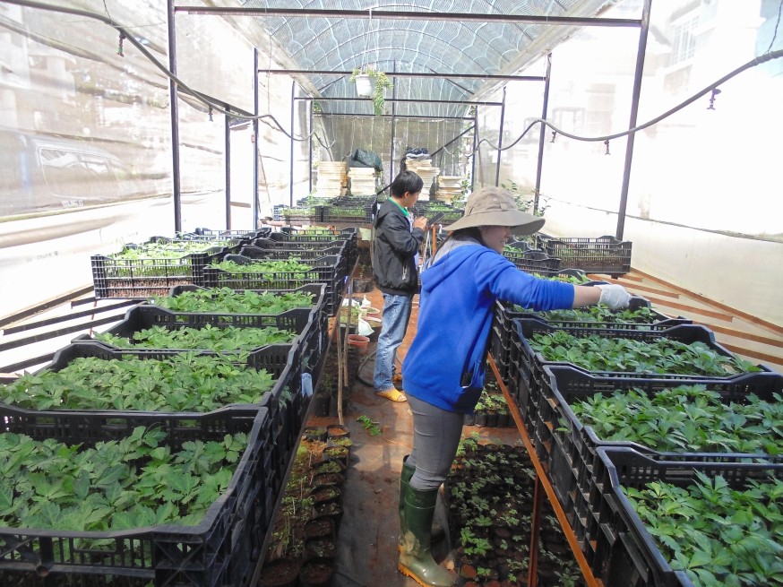Tam thất – Dược liệu quý cần được bảo tồn và phát triển tại Việt Nam