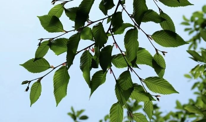 Loài cây “độc nhất vô nhị” hơn 250 năm tuổi: Nguy cơ tuyệt chủng, từng được gửi hạt giống vào vũ trụ để bảo tồn