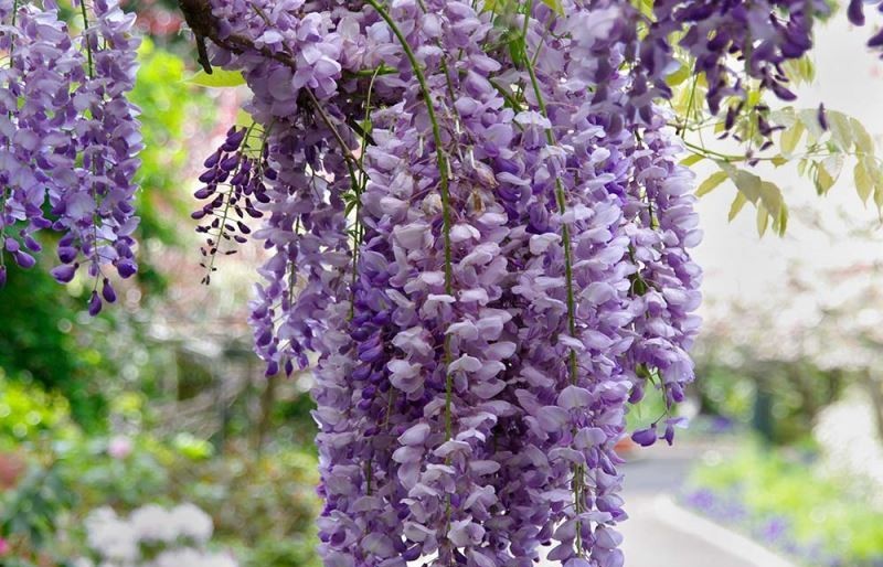 Hoa tử đằng: Cách trồng và ý nghĩa phong thủy