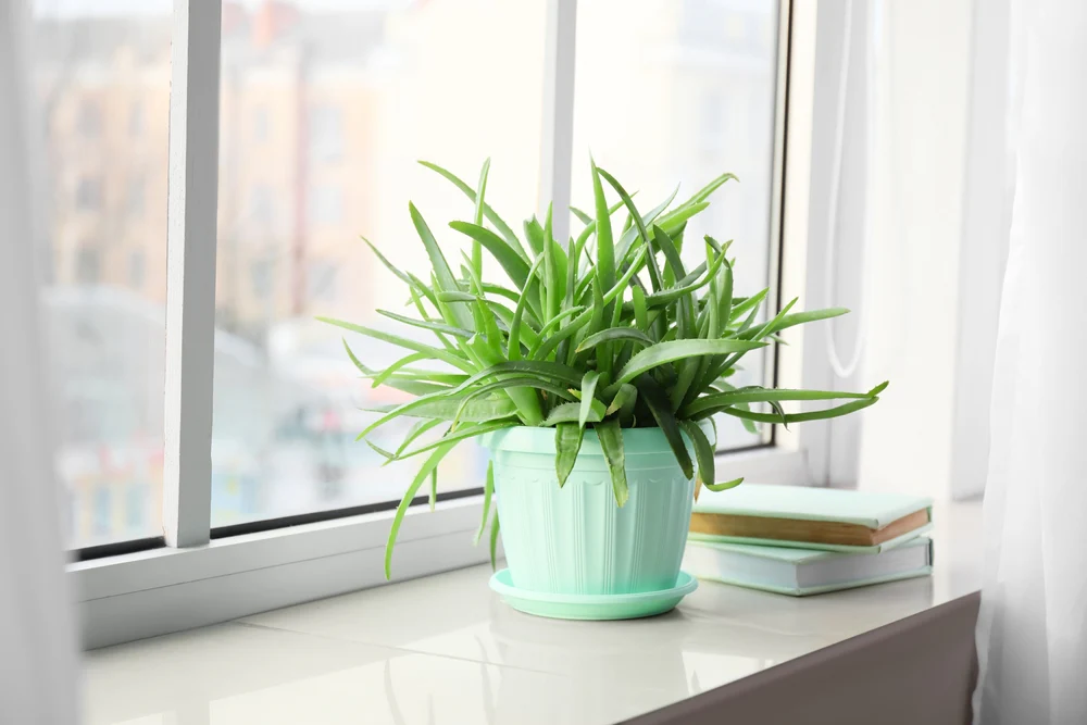 Báu vật xanh mang năng lượng phong thủy, chăm sóc sức khỏe và sắc đẹp Báu vật xanh mang năng lượng phong thủy, chăm sóc sức khỏe và sắc đẹp