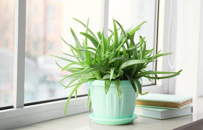 "Báu vật xanh" mang năng lượng phong thủy, chăm sóc sức khỏe và sắc đẹp