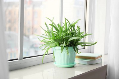 "Báu vật xanh" mang năng lượng phong thủy, chăm sóc sức khỏe và sắc đẹp